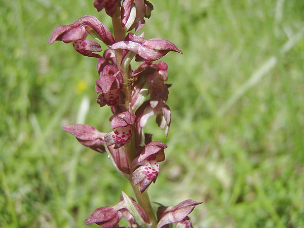 Anacamptis pyramidalis, Ophrys apifera, Orchis coriophora